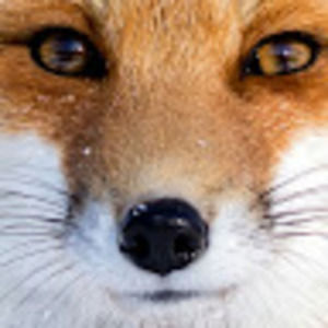 Meet your Posher, Gary